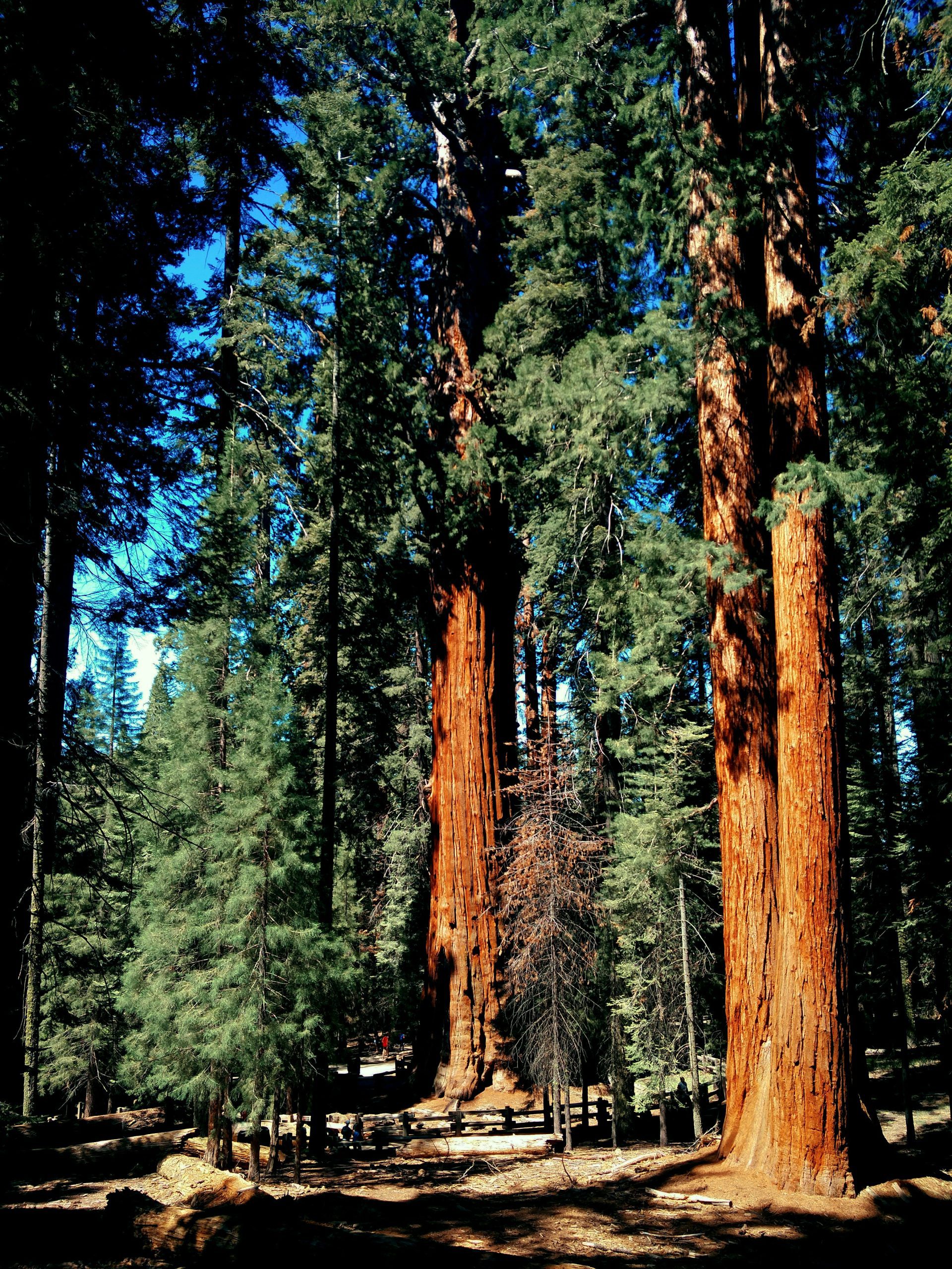 Redwoods State Park