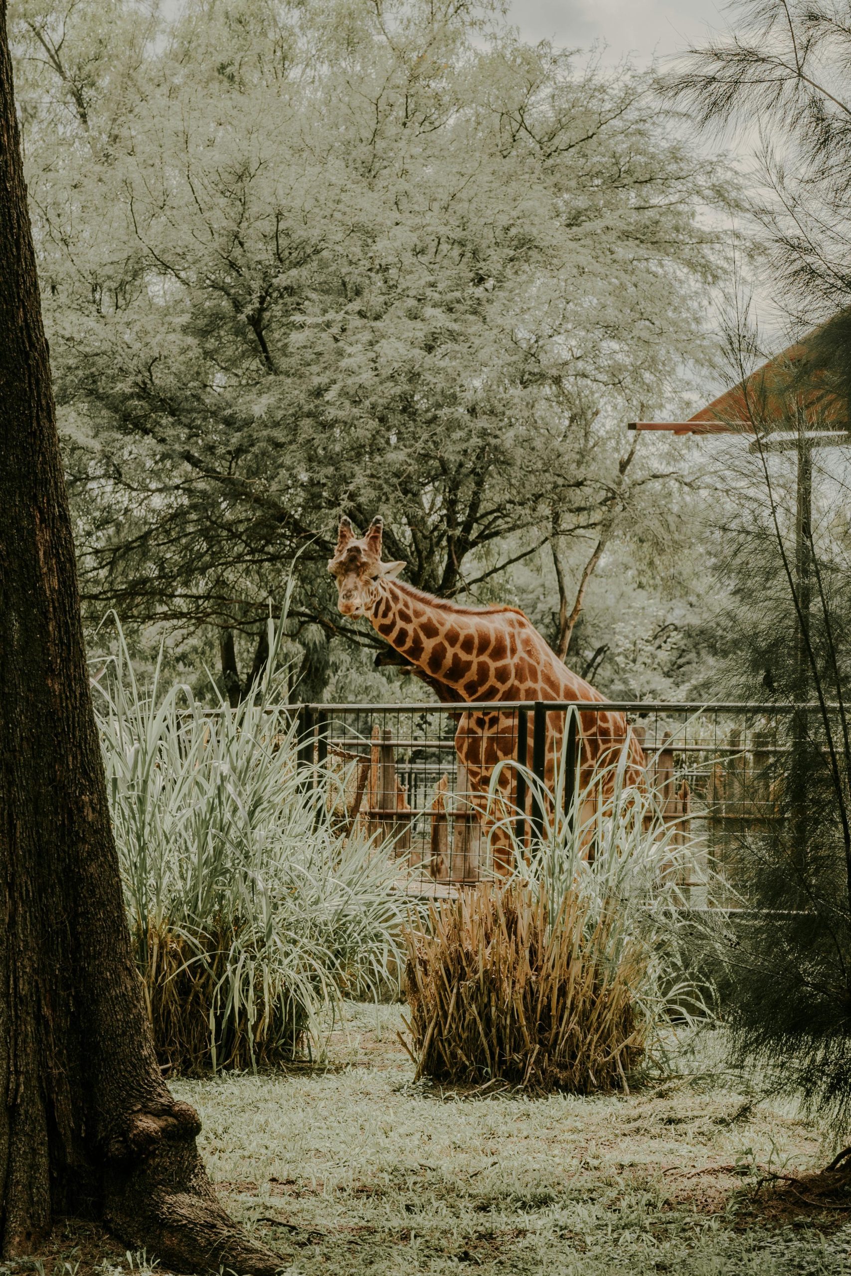 Tall giraffe eating leaves.