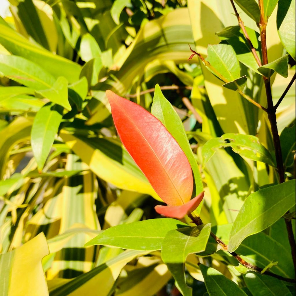 wild plants in Hyderabad, India